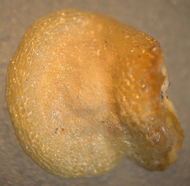 C. chinense var. 'Seed'