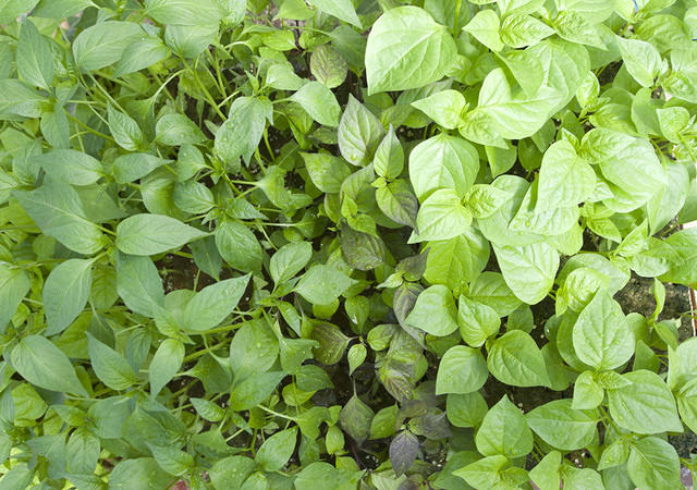 Seedlings