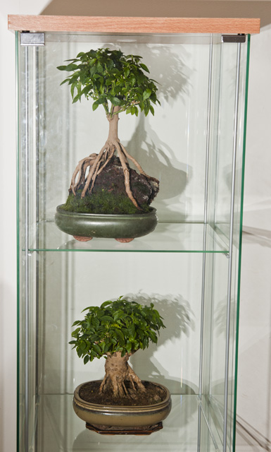 Bonchi glass shelf.