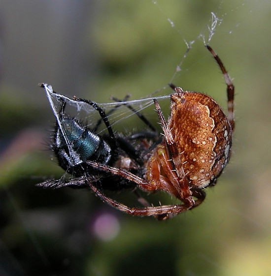 spider&fly_lores