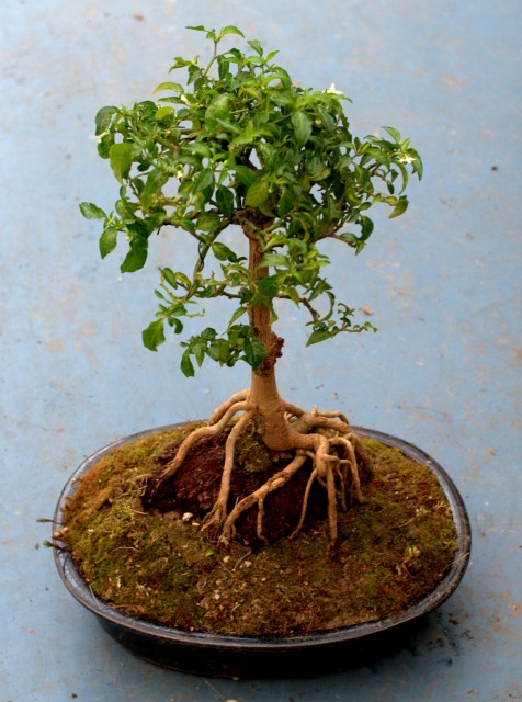 Tepin repotted