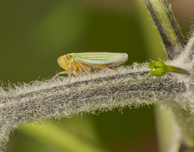 Tiny grasshopper on Serrano, Mexico