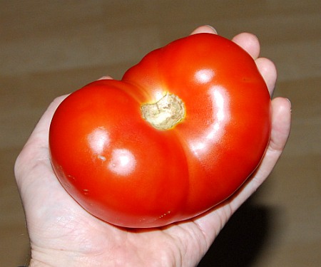 Huge tomato!
