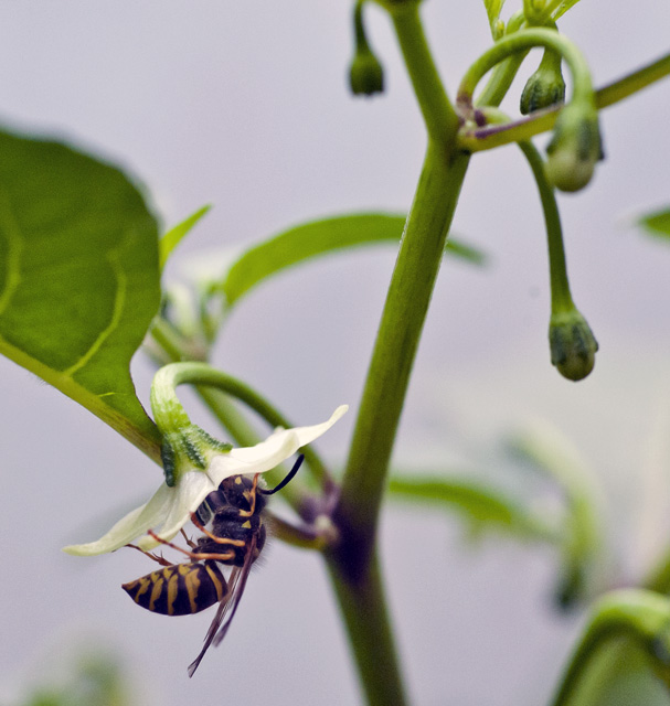 Wasp pollinating