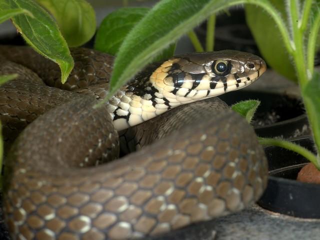 Weltto the snake