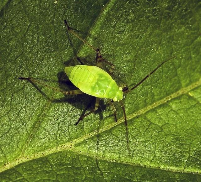 Wilson the aphid
