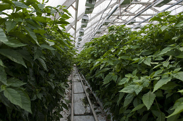 Fatalii Gourmet Naga Morich -forest