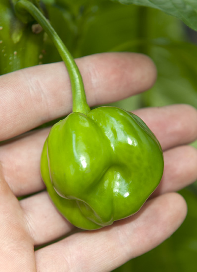 Aceituno