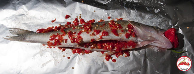 Fatalii Gourmet Zander
