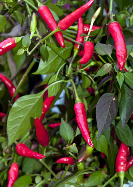 Super Chili