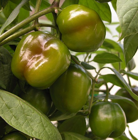 C. pubescens var. 'Grif 9345'