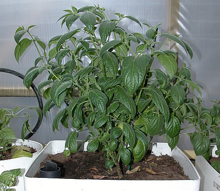 C. pubescens var. 'PI 355812'
