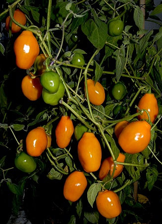 C. pubescens var. 'PI 593624'