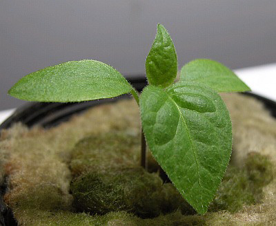 C. pubescens var. 'PI 585267 Turbo Pube'