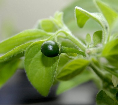 C. galapagoense