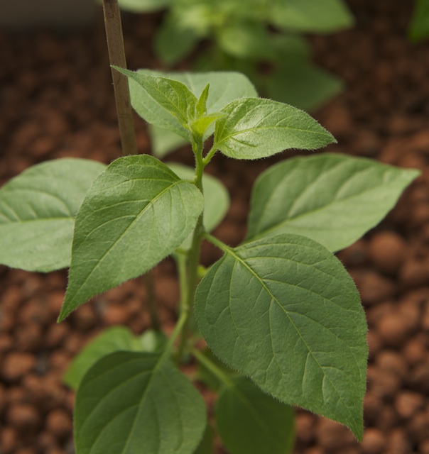 C. buforum