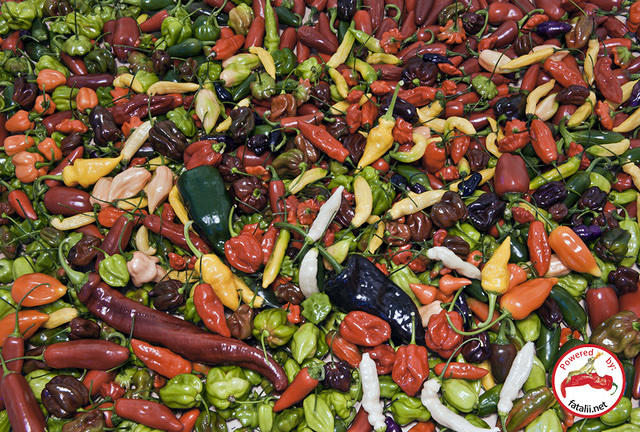 Plenty of chiles