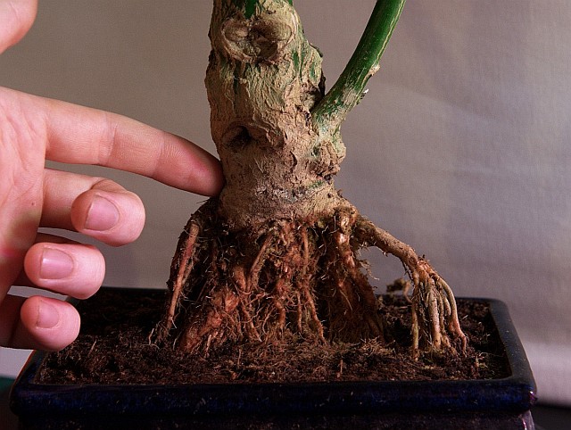 Stem