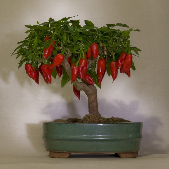 Dutch-Habanero F1 bonchi