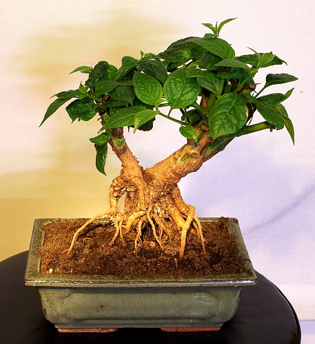 Rocoto Bonchi