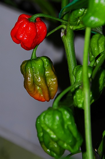 7pod (7pot)