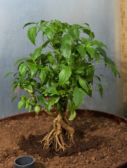 Microcarpum Bonchi