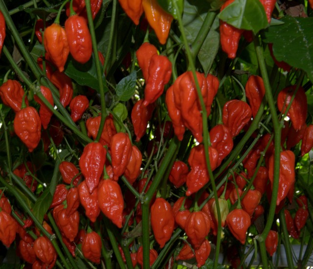 Naga Morich