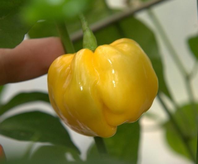 Habanero, Golden