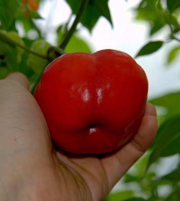 Rocoto, Red Peruvian