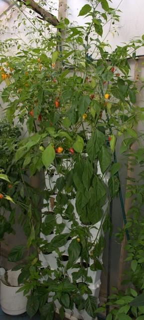 Minigarden
