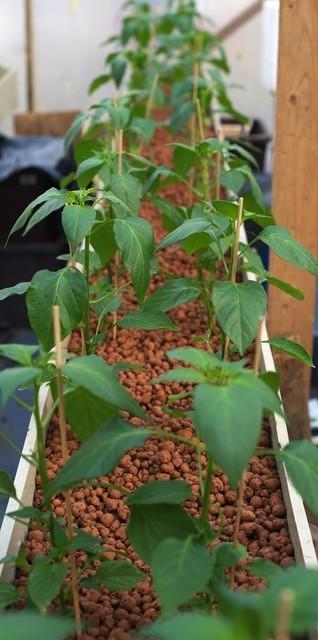 Seedlings in ebb