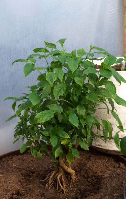 Bonchi rooting.