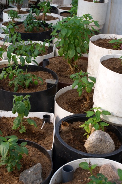 Seedlings and replanted Bonchis