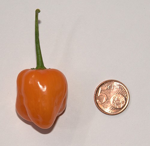 Habanero, Double K