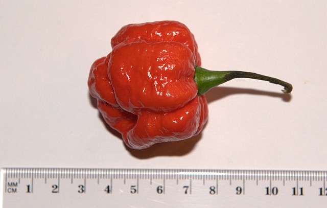 Trinidad Scorpion, Morouga Blend