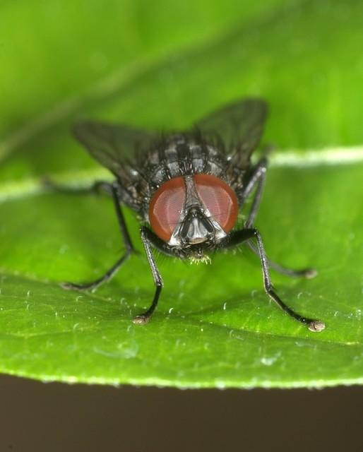 Fly