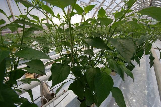 Aji Cristals