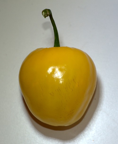 Canario