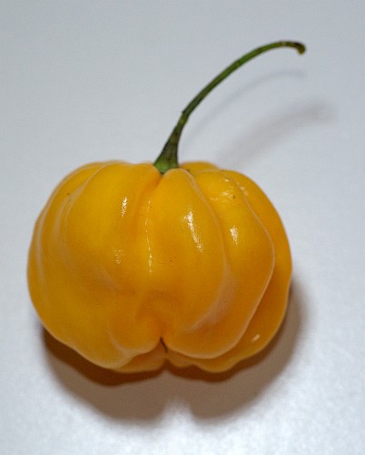 Habanero, Golden