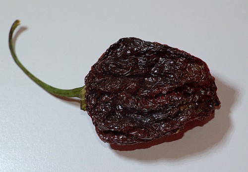 Habanero, Chocolate Brown Large