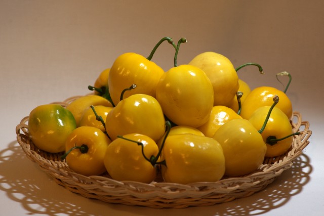 Canarios