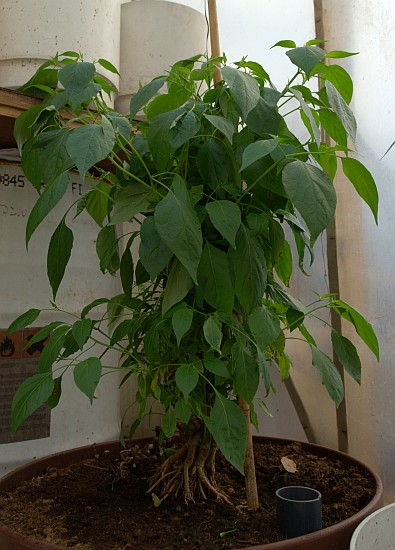 Plant from bonchi