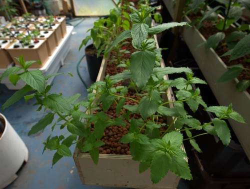 Mint
