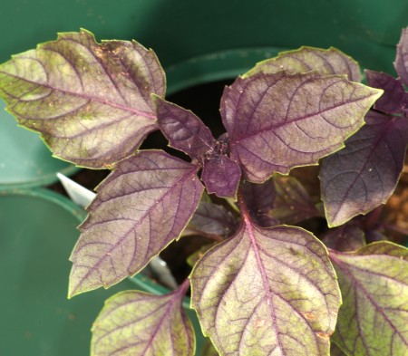 Purple Basil
