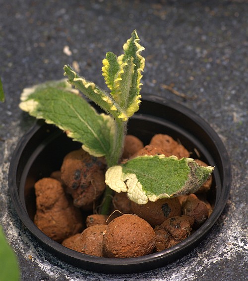 Pineapple Mint