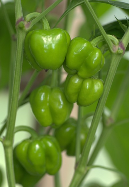 Scotch Bonnet x Bell Pepper F2