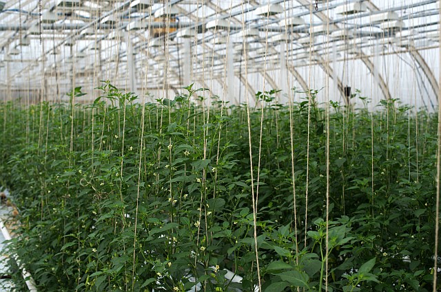 Aji Cristal