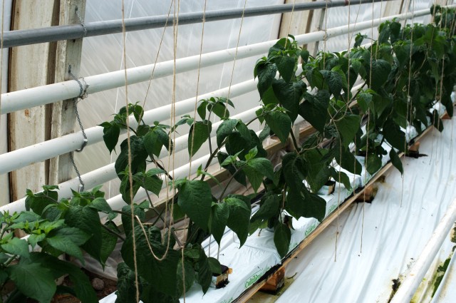 Red Peruvian Rocotos