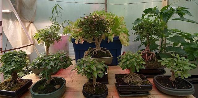 Bonchi plants