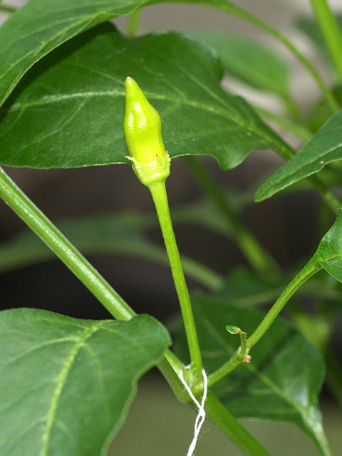 Aji Cristal x Birds Eye Baby (C. baccatum x C. annuum)